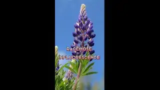 Racemose influorescence , examples with pictures . Important points BSc Botany and Bachelos Guide