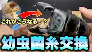 化物サイズのクワガタ幼虫の菌糸交換！【クワガタ】