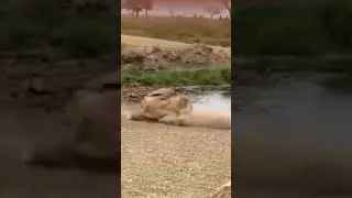 bushback saved |lion fait to catch #short