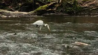 Egret in Snuff Mills Bristol