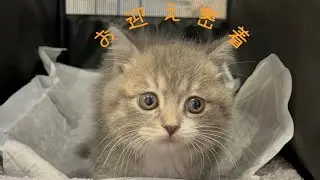 【短足】ミヌエットの子猫をお迎え密着🐈‍⬛【#1】