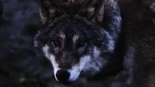Wild About Animals - Learn All About Wolves