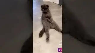 Funny face filter on super lazy cute cat #shorts