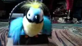 babby birdy num num