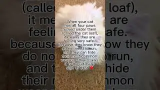 Why cats tuck their paws! 🐾 and what the cat loaf means! 🐱 🐈 #shorts #catlover #catlove