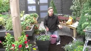 RTV Tuinidee bloembollen