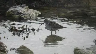 Stilt Sandpiper on Rathlin, August 2019
