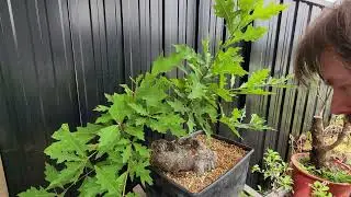 Working on a discarded urban yamadori oak bonsai.