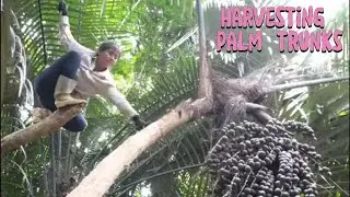 Harvesting Wild Palm Stems | Life Deep in the Forest