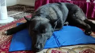 5 Dog Gadgets put to the Test