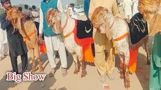 Big Goat Show Farmer | Muqbala e Hussan | Makkhi Cheeni Bakryon Ka Mela | Nomaishi Big Show