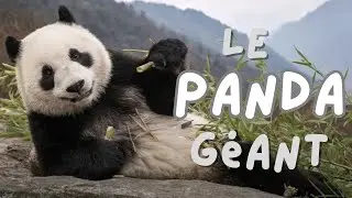 le Panda Géant