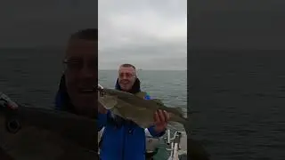 HUGE pollock caught on camera!  #shorts #shortvideo  #fishing