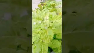 #farming #nature #song Naman