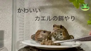 今年初ごはんの様子♪#カエル #frog #ミヤコヒキガエル #amphibians 