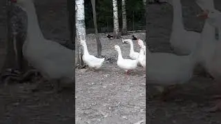 Агрессивно настроенные гуси