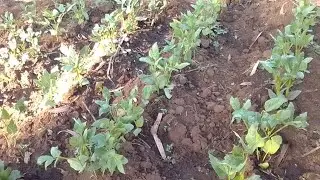 focus on indigenous vegetables