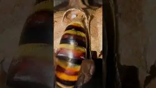 Giant Hornet Queen Laying an Egg in Captivity
