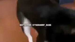 Sharp Dubs of animals 😂