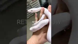 Retic gc cow 🩶🤍🩶🤍🩶🤯#snakes #cow #retic #animals