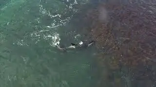 Orcas in Hadselfjord