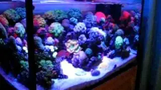 TUNZE Nano Wave Box