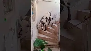 bakra #viral#viralshort#trending#bakraeid#bakra#beautifulbakra