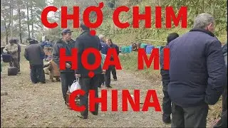 CHỢ CHIM HỌA MI CHINA #chimhoami #CHỢ_CHIM_HỌA_MI