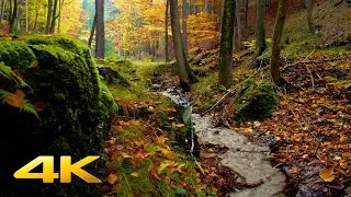 3 HOURS of Autumn Forest and Gentle Stream Sounds in 4K UHD