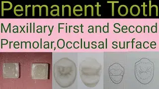 Carving of First and Second Premolar Occlusal surface/Tooth carving of Occlusal surface/Premolar