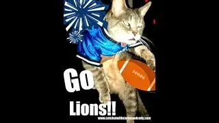 Cool cat reactions: Detroit Lions vs Green Bay Packers