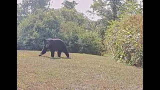 Bear caught on trail camera in Charlotte, VT