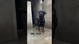 2 Weeks to one Year rottweiler transformation #feed #transformation #rottweiler #puppy #love