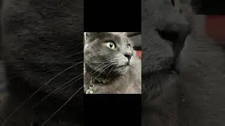 Lol model cat