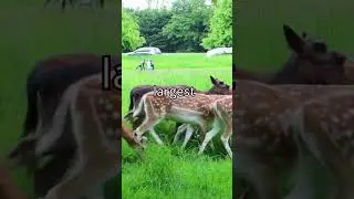 Dublin top 10 attractions -  Phoenix Park