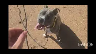 Stormi Practices her Recall! - Off Leash K9 Tucson 