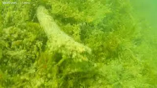 Lac La Hache Lake Island 