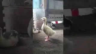 anak angsa dan bebek peking
