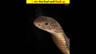 Snake butterfly || atlas moth || atlas butterfly #shorts #atlas #butterfly