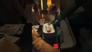 Dog Whines Until Parents Take Baby to Doctor | Life-Saving Instincts Revealed #animal  #funny #dog