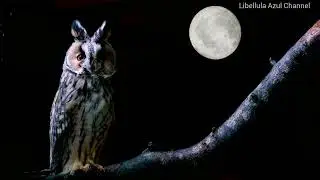 Som da Noite na Ro&ccedil;a| Som dos grilos| Som dos Sapos na lagoa| Canto da m&atilde;e da lua| Natureza Noturna