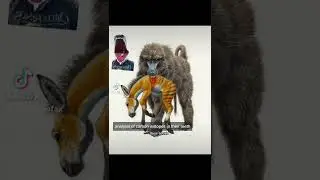 Гигантские бабуины