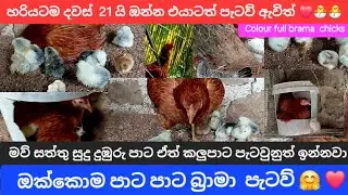 එයාටත් පැටව් ඇවිත් | බ්&zwj;රාමා පැටව් 🤗 | Colour full brama chicks❤️ #chicken #poultryfarming #farming 