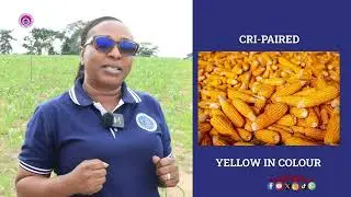 iREACH  Crop Technology PROJECT