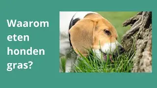 Waarom eten honden gras