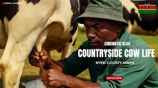 Countryside Dairy Morning in Nyeri Kenya: Cleaning, Milking & Feeding Cows 🇰🇪