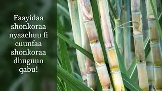 Faayidaa shonkooraa nyaachuu ykn cuunfaa shonkoraa dhuguun qabu