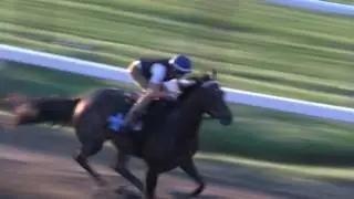 Exaggerator Workout at Saratoga Race Course