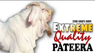 Extreme Quality Pateera Goat at STAR GOATS FARM Asif STD