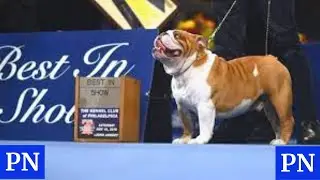 Revisit these Best-in-Show Winners just in time for the National Dog Show